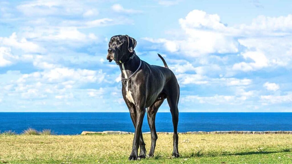 Great Danes