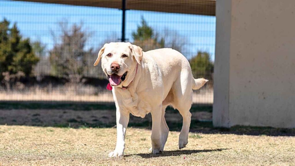 Labrador Retrievers