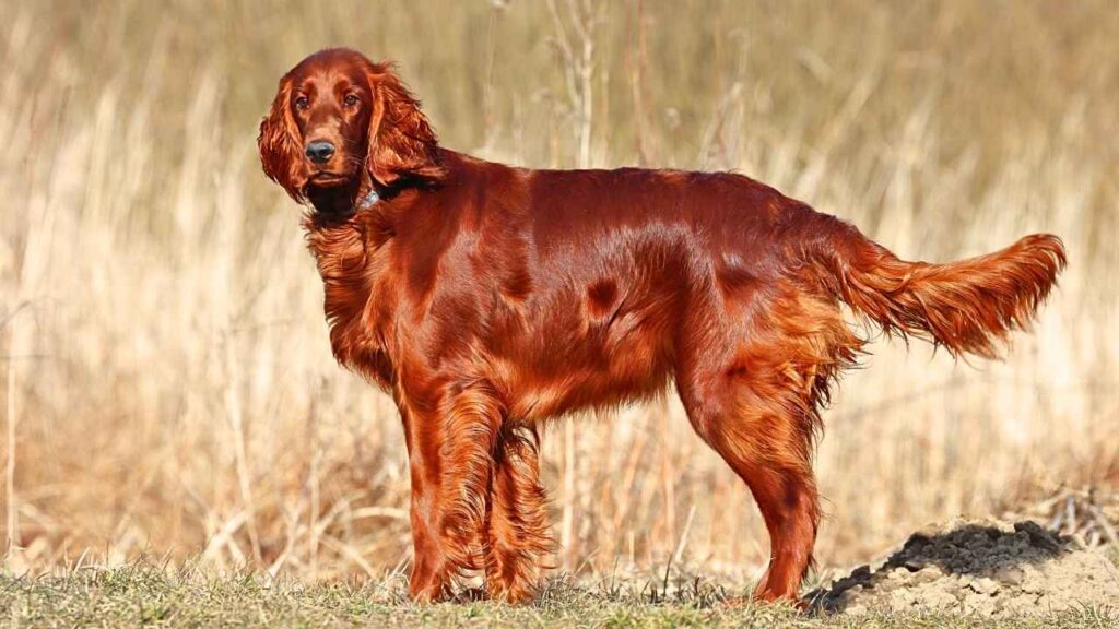 Irish Setters