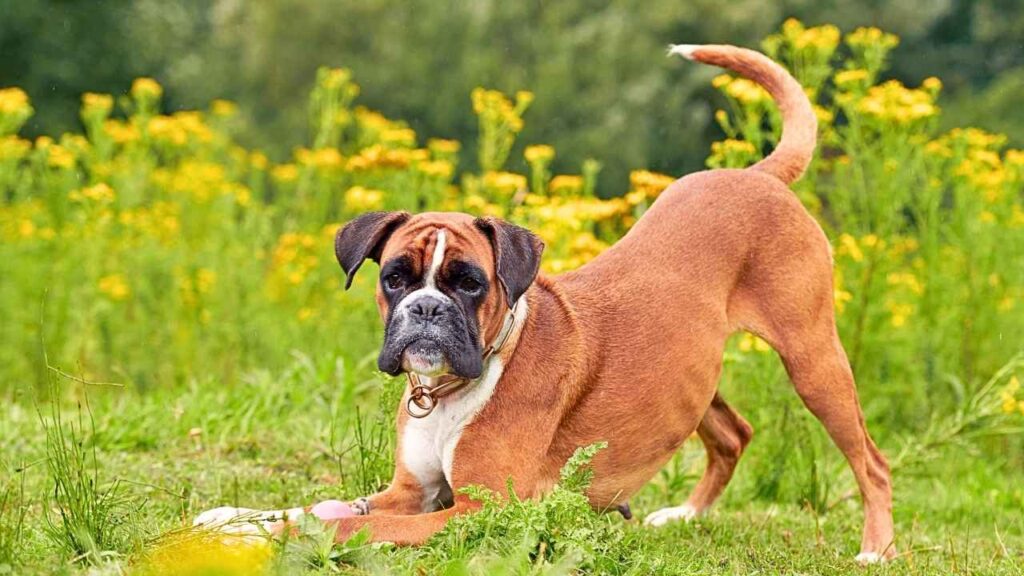 Boxers
