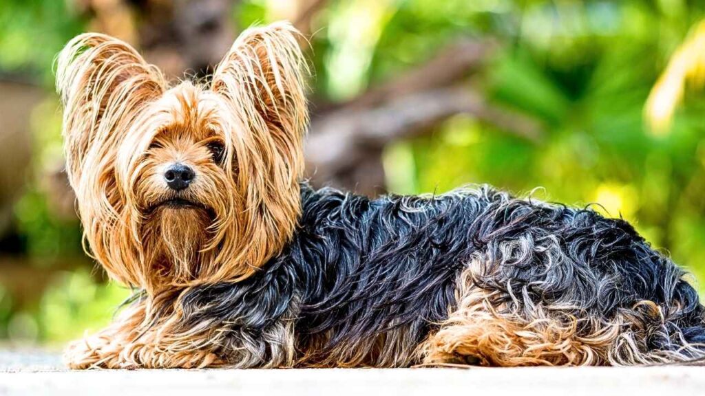 Yorkshire Terriers