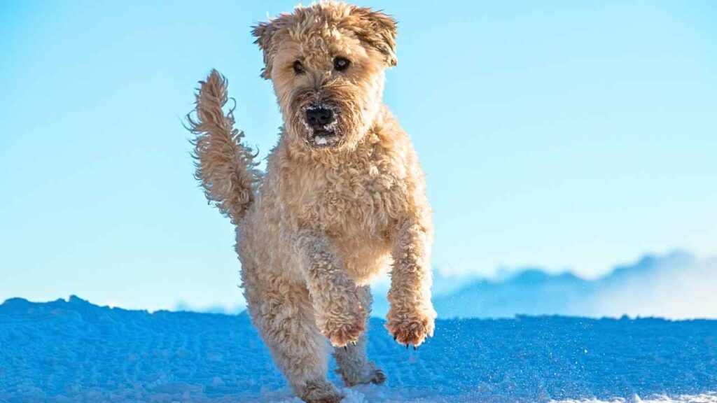 Soft-Coated Wheaten Terriers