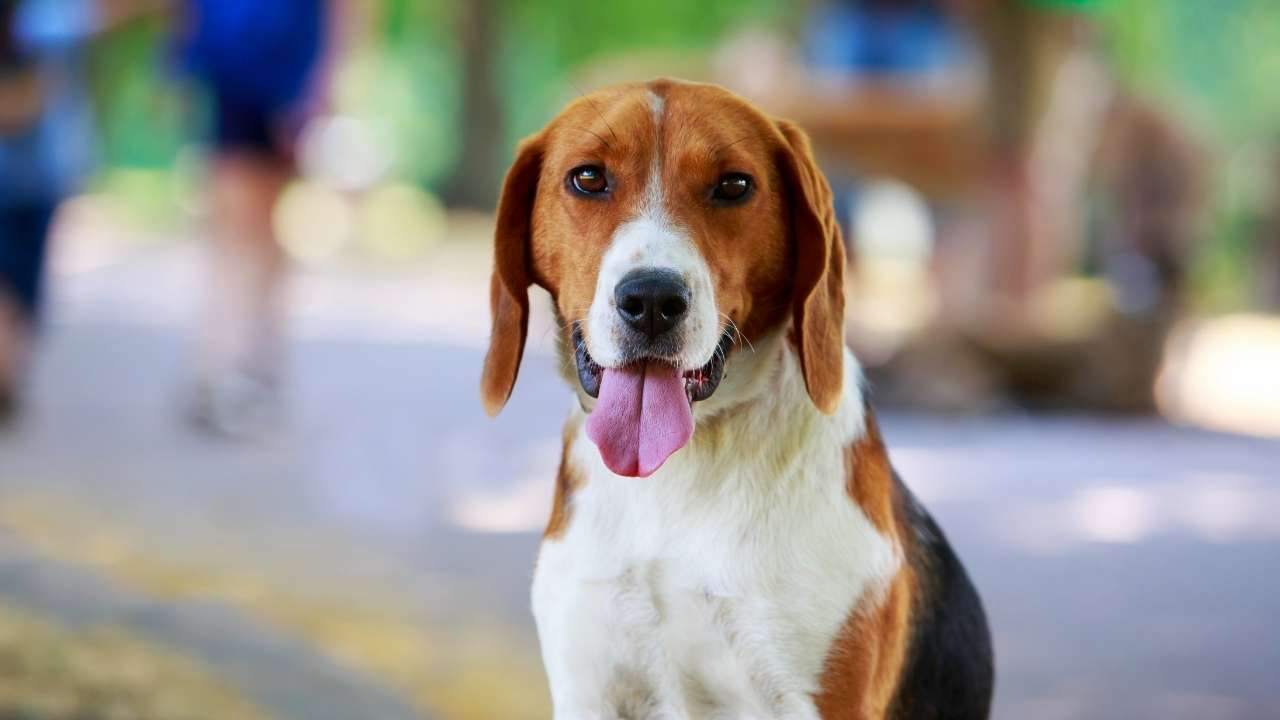 English Foxhound