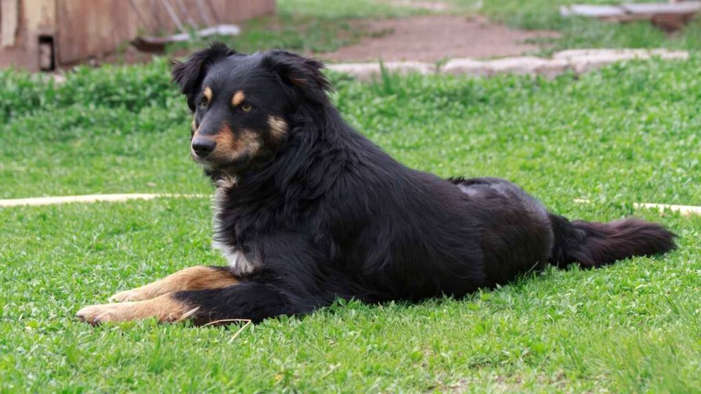 English-Shepherd