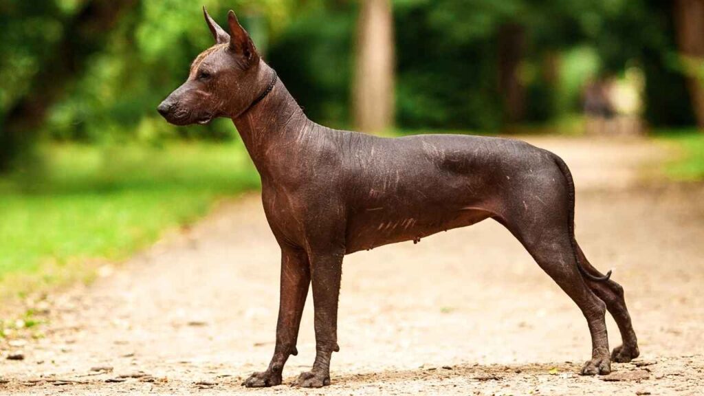 Mexican Hairless