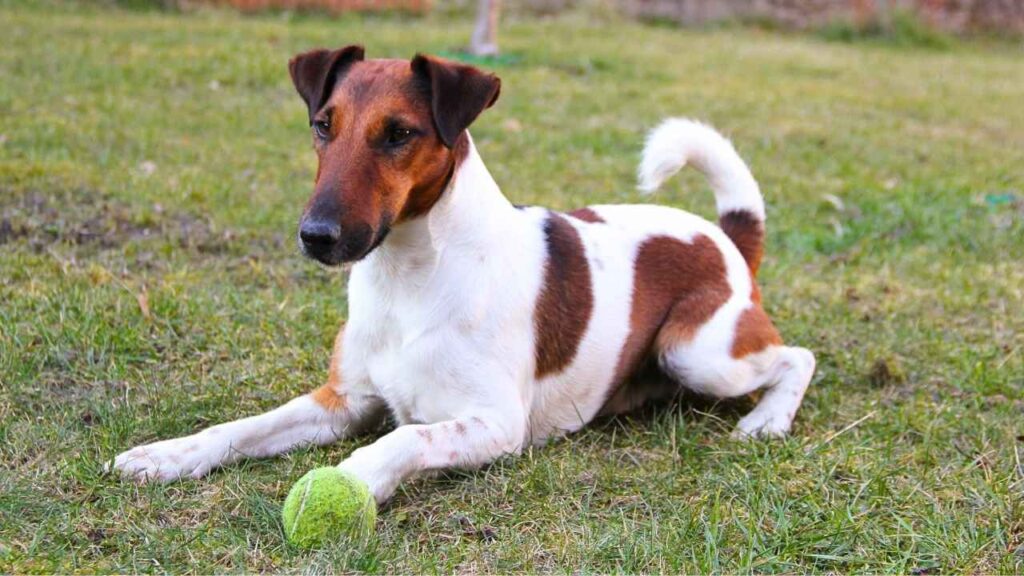 Fox Terrier