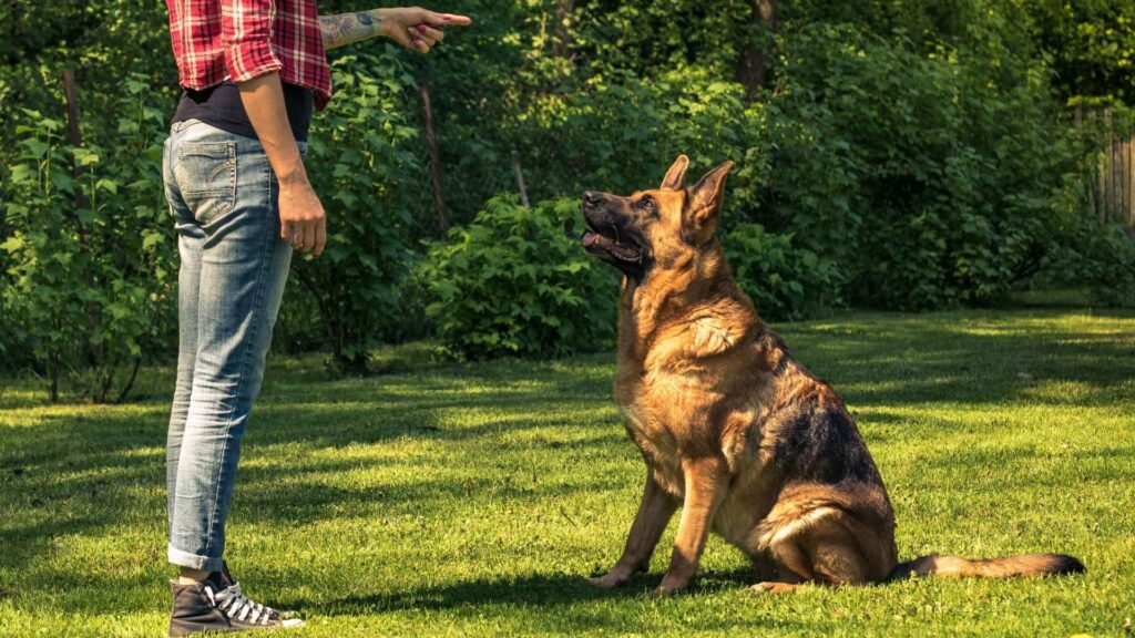 German Shepherd