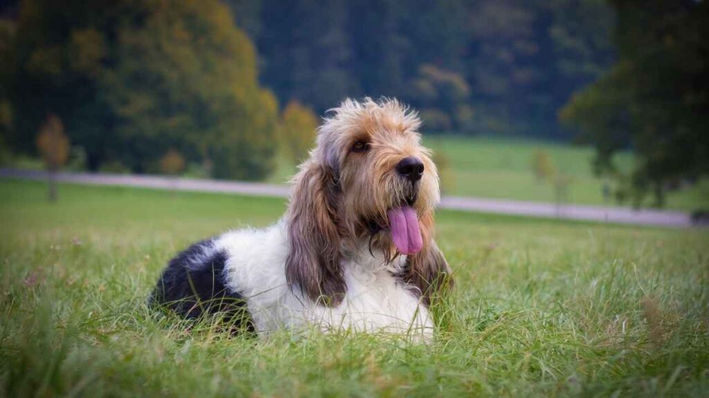 Grand Basset Griffon Vendeen