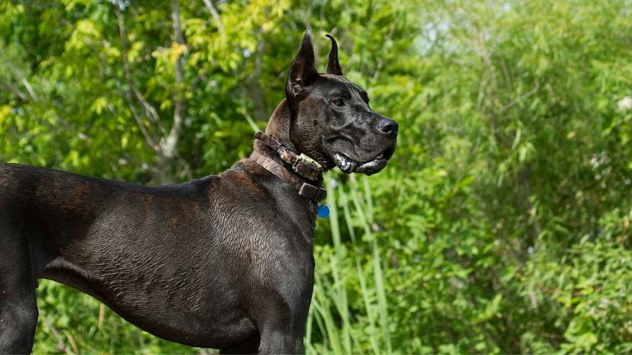 Great Dane