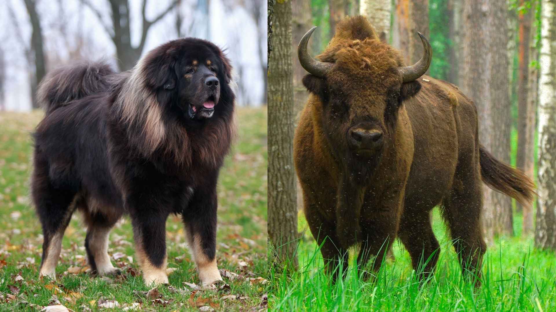 7 Guard Dog Breeds for Protection Against Bison