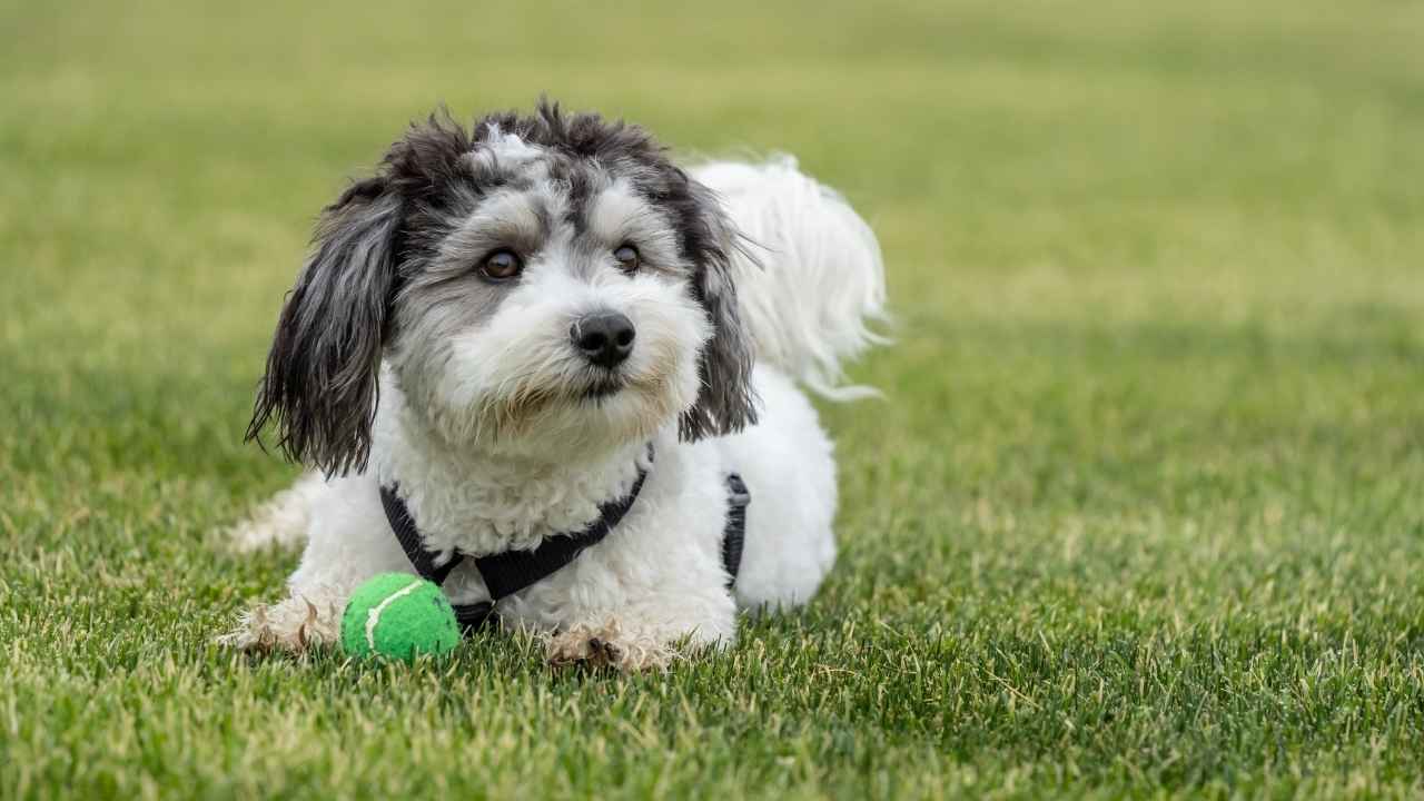 Havanese