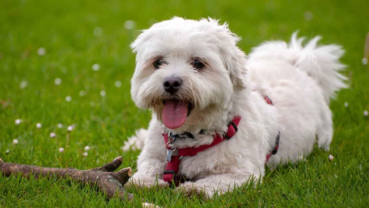 Havanese