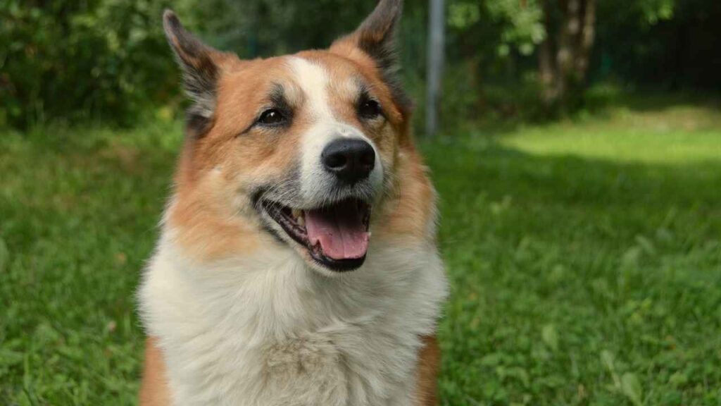 Icelandic-Sheepdog-10