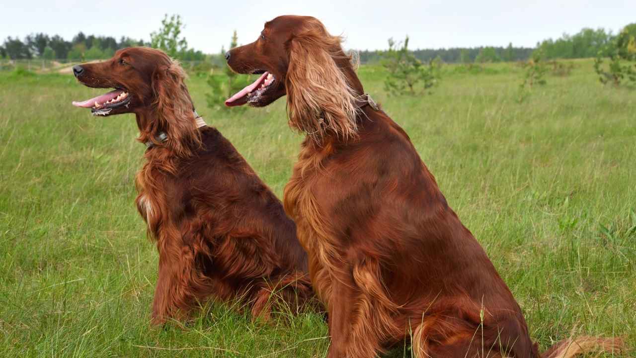 Irish Setter