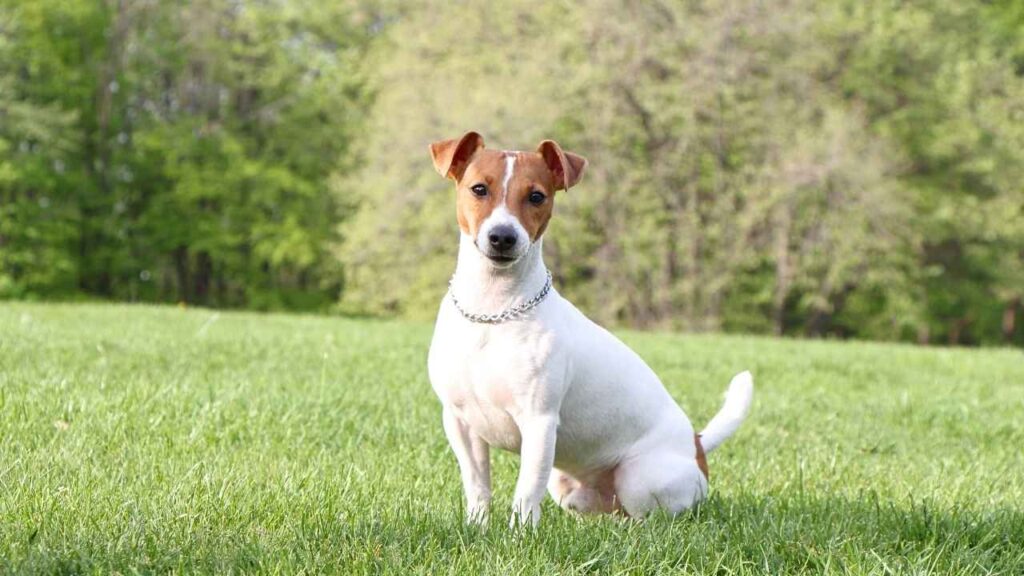 Jack Russell Terriers