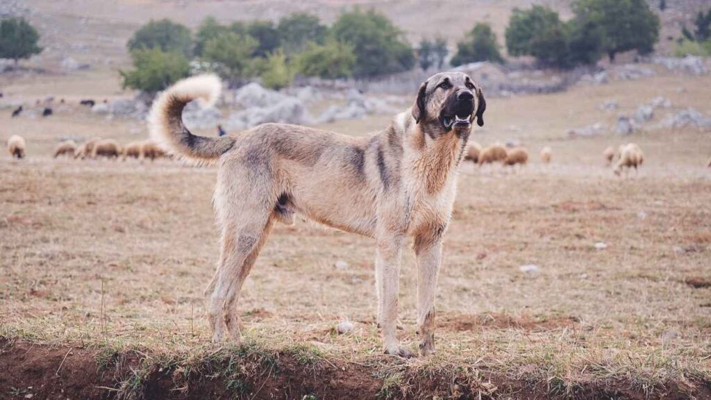 Asian guard dog breed