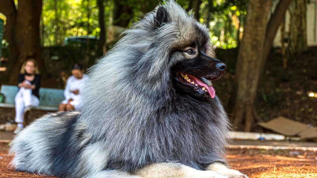 Keeshond