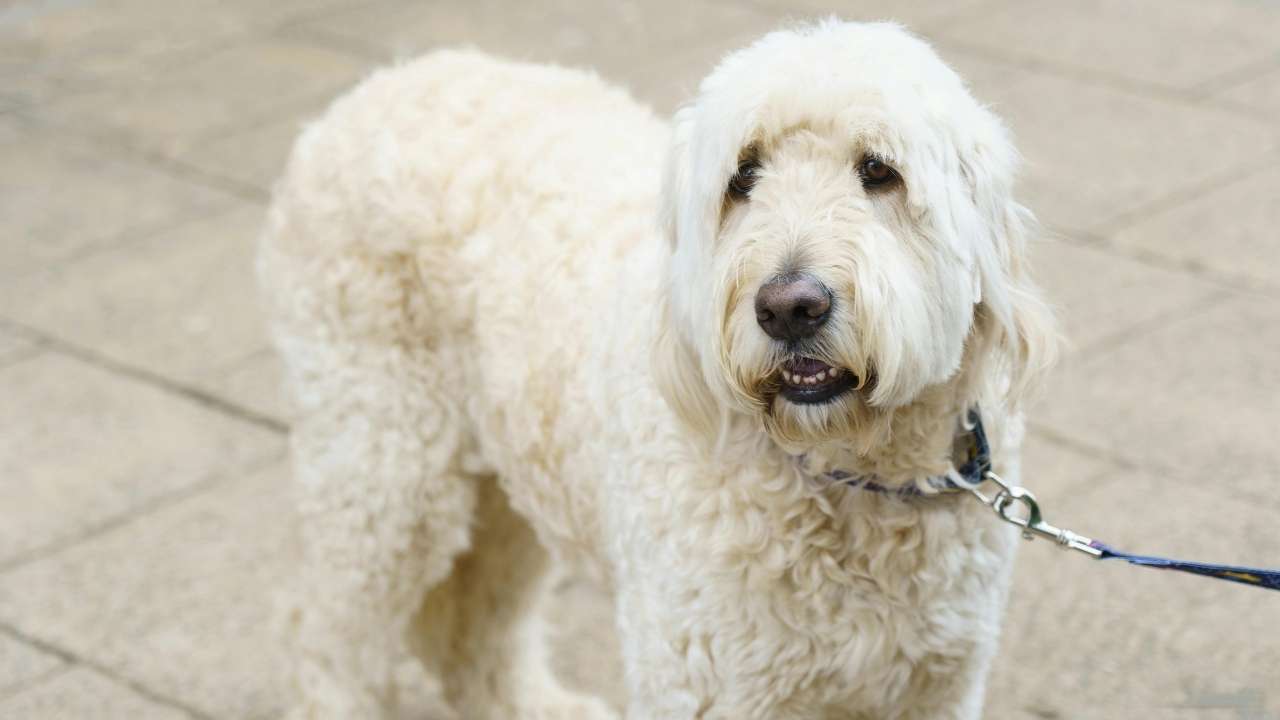 Labradoodle