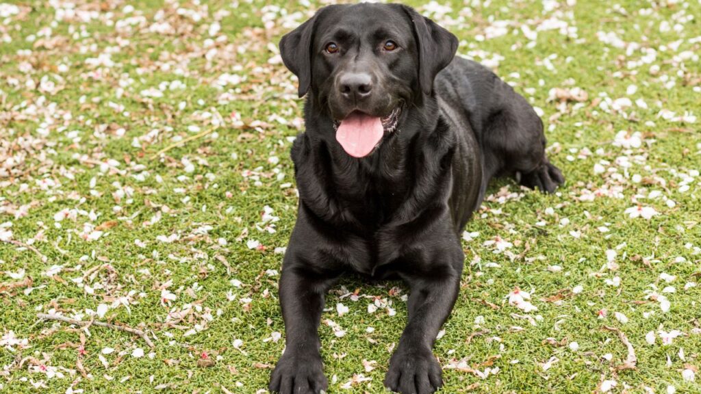 Labrador Retriever