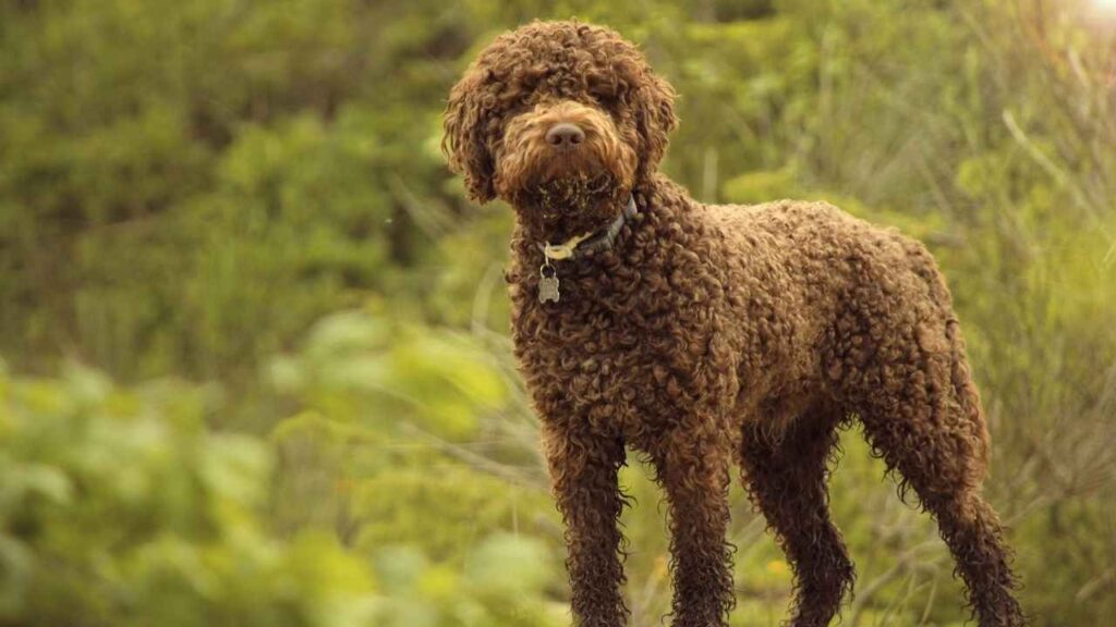 Lagotto