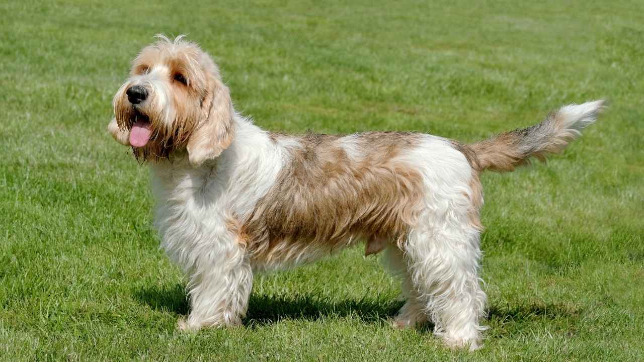 Lesser-Known Dog Breeds