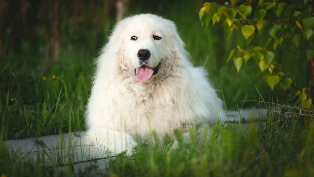 Maremma Sheepdog