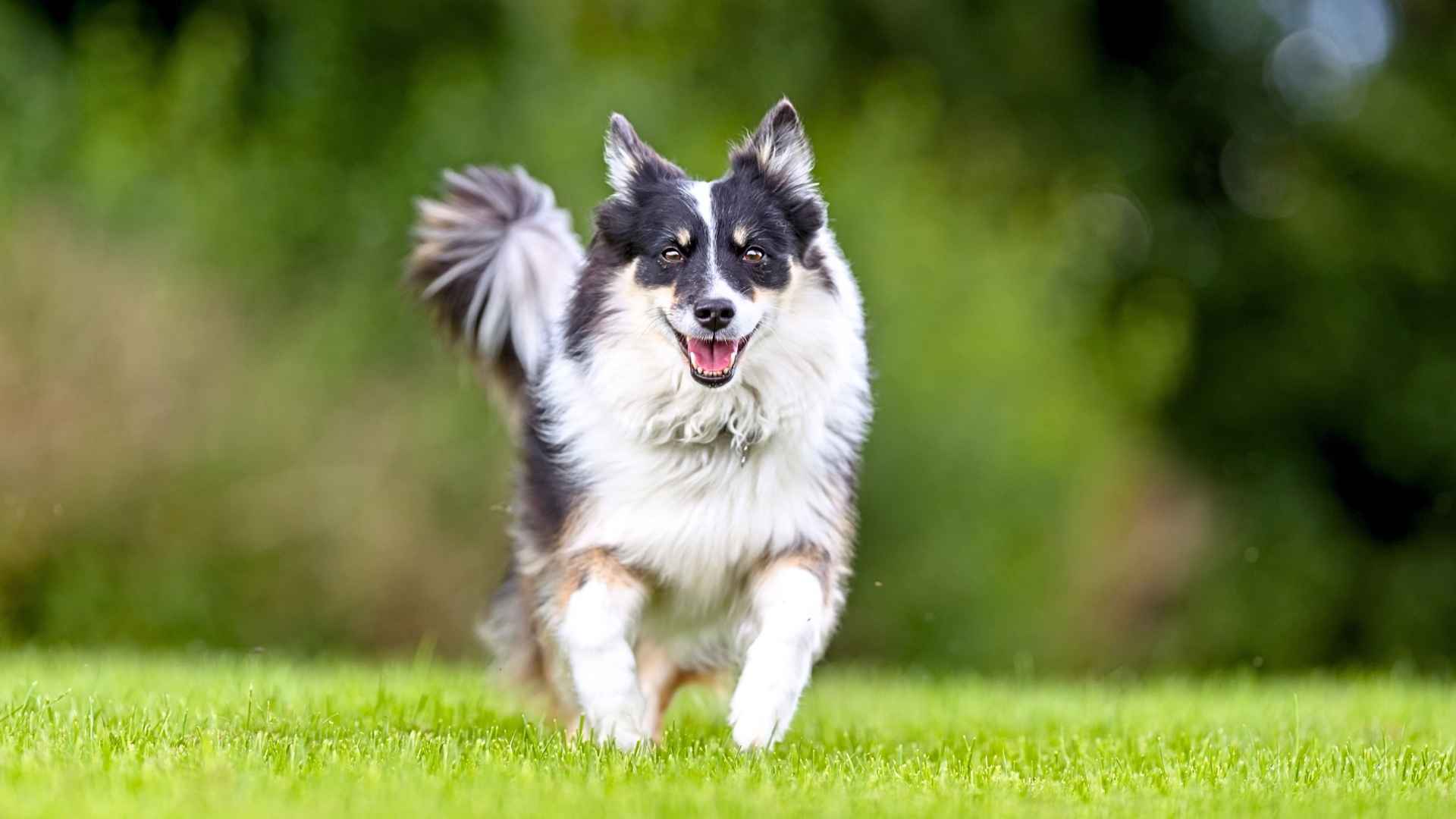 7 Unbelievable Dog Breeds You Have To See To Believe