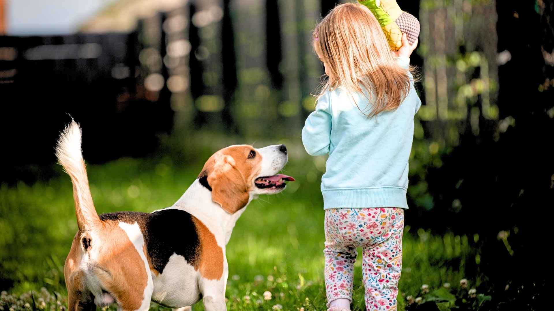 Most Safest Dog Breeds for Kids That Are Gentle, Loyal and Protective