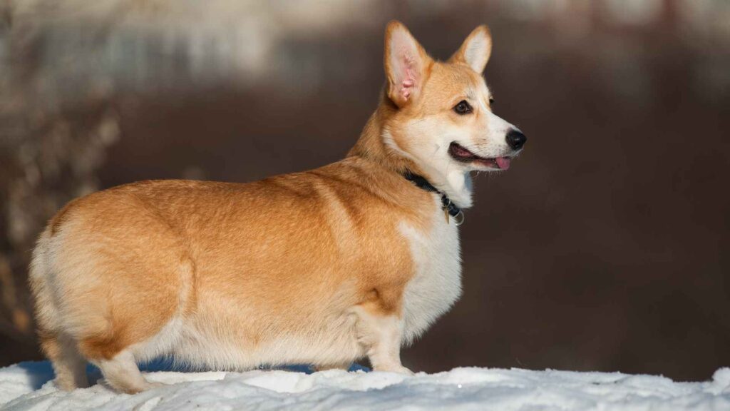 Corgi
