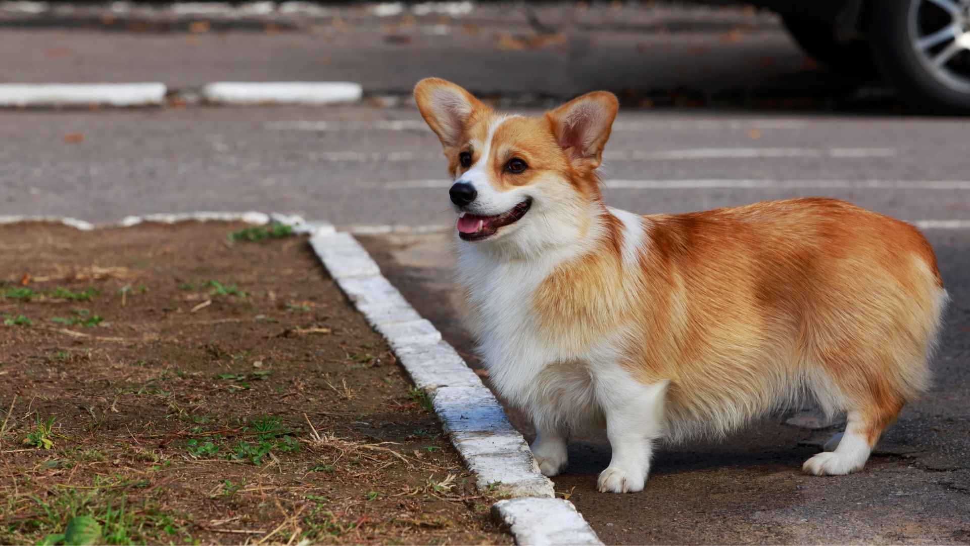 Pembroke Welsh Corgi