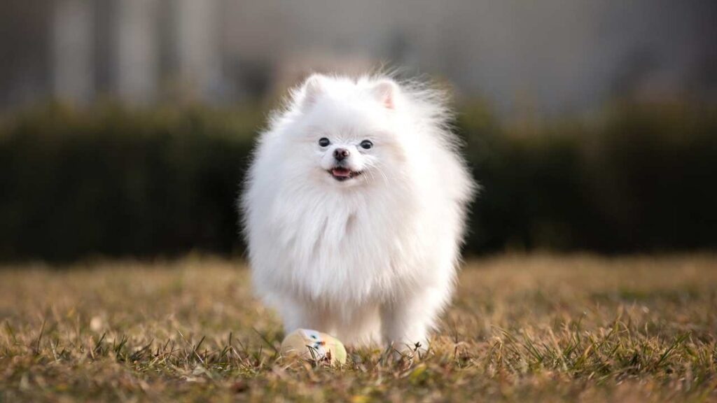 Pomeranians