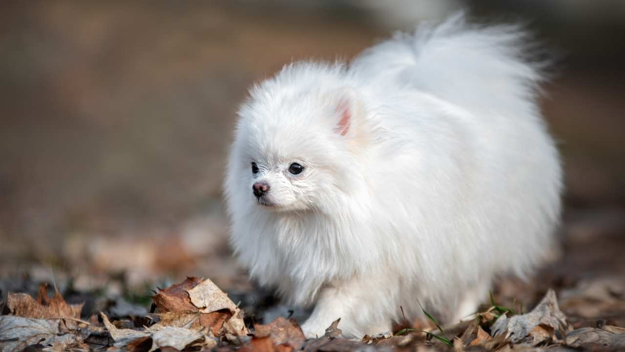 Pomeranian