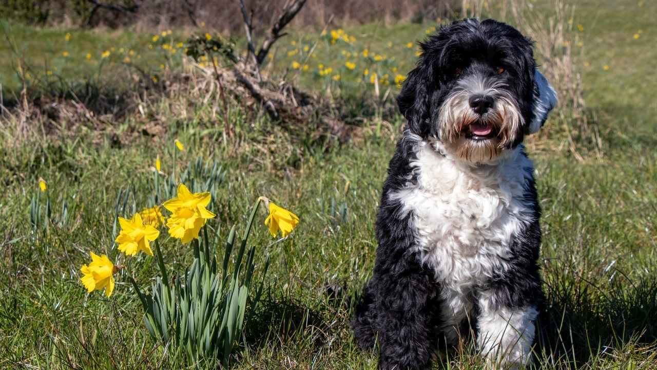 Portuguese Water Dog