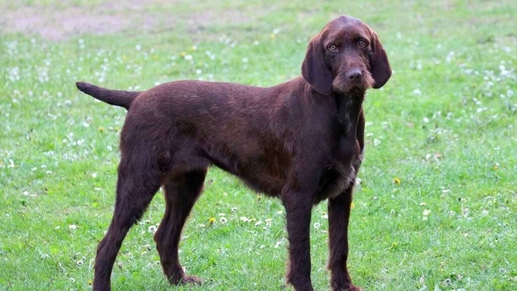 Dog Breeds Excelling at Waterfowl Hunting