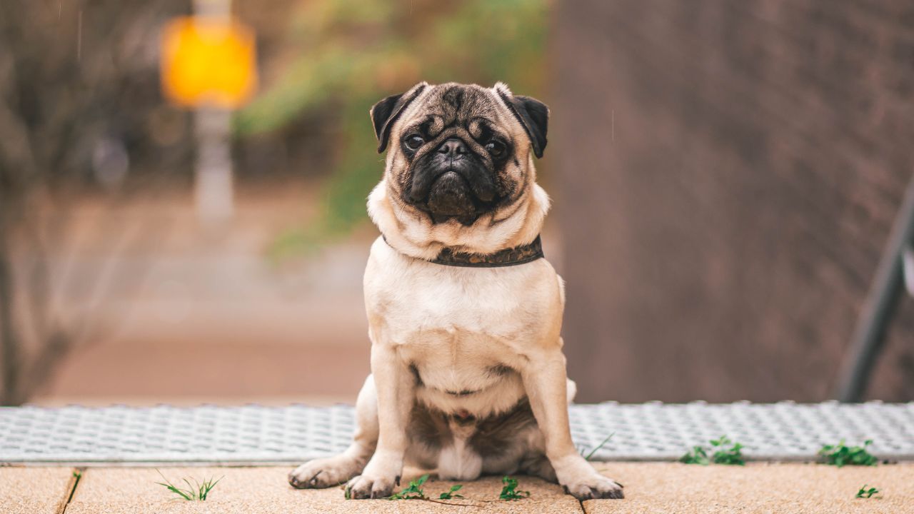pugs