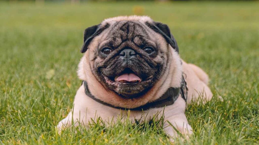 Pugs