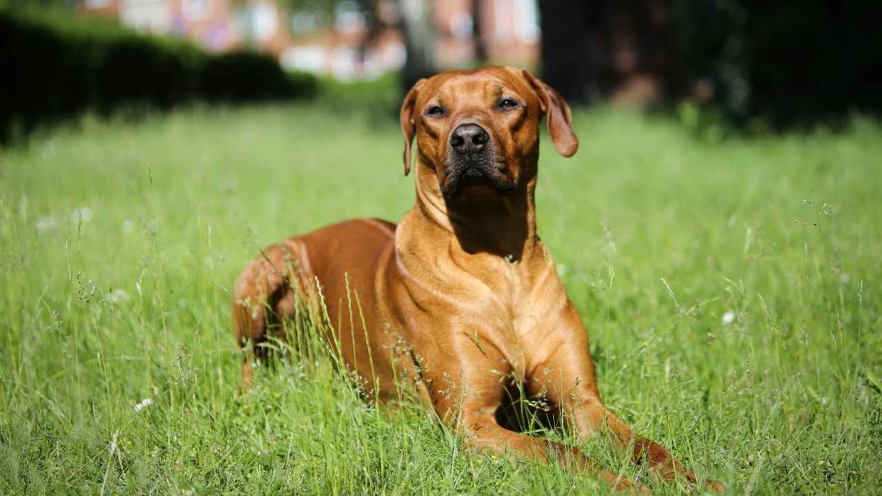 7 Fearless Dog Breeds That Can Take Down A Tiger - Ethawi.com