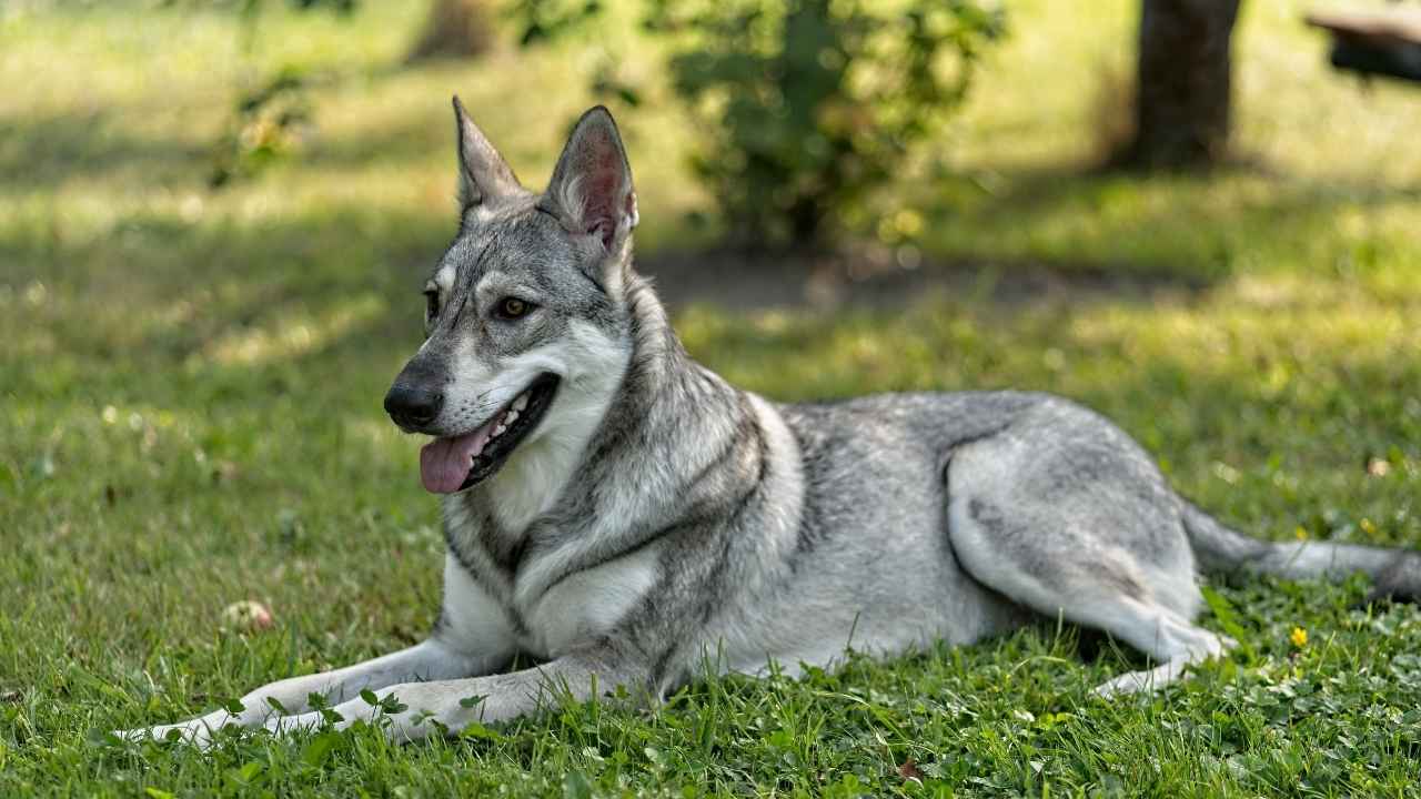 sarloos wolfdog