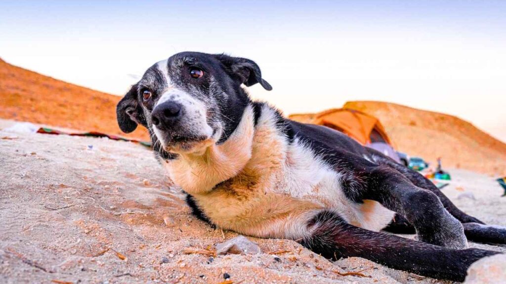 Cao de Gado Transmontano