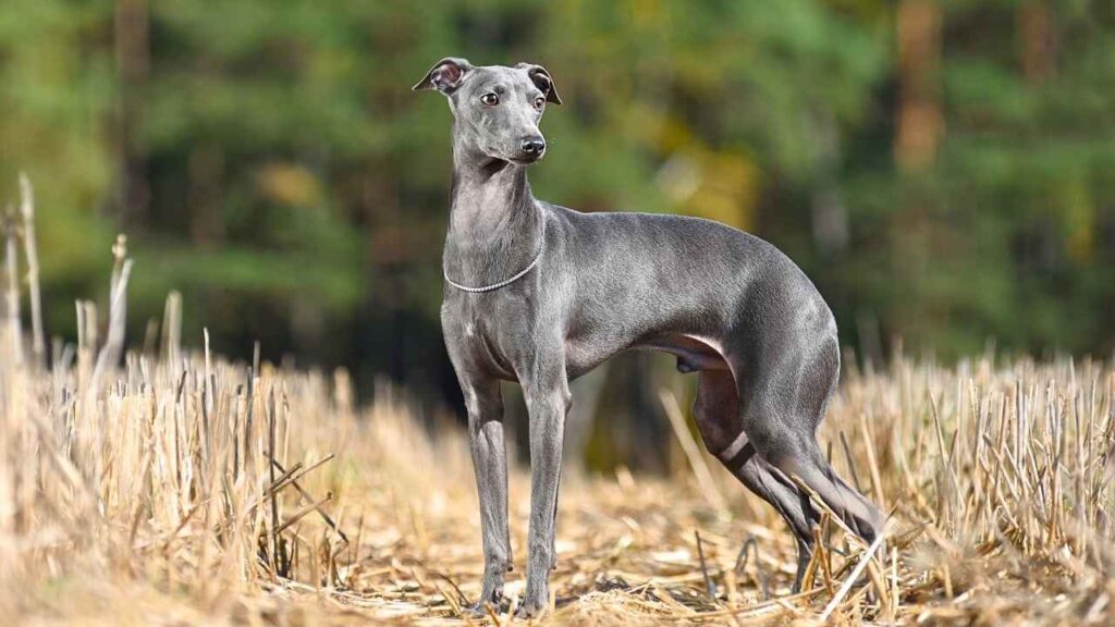 Greyhounds