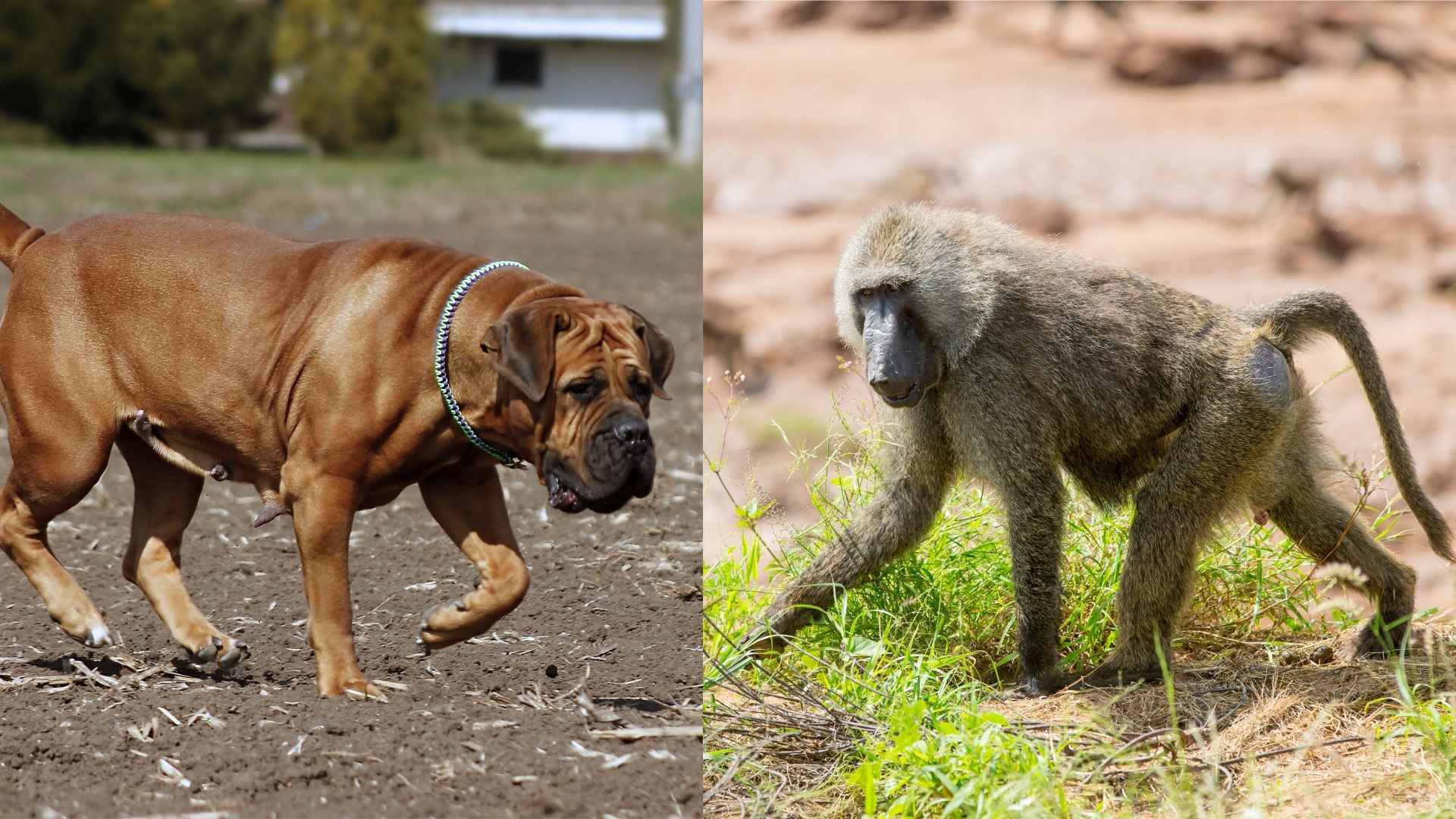 Most Dangerous Dog Breeds Based on Biting: Understanding Aggression and Risk