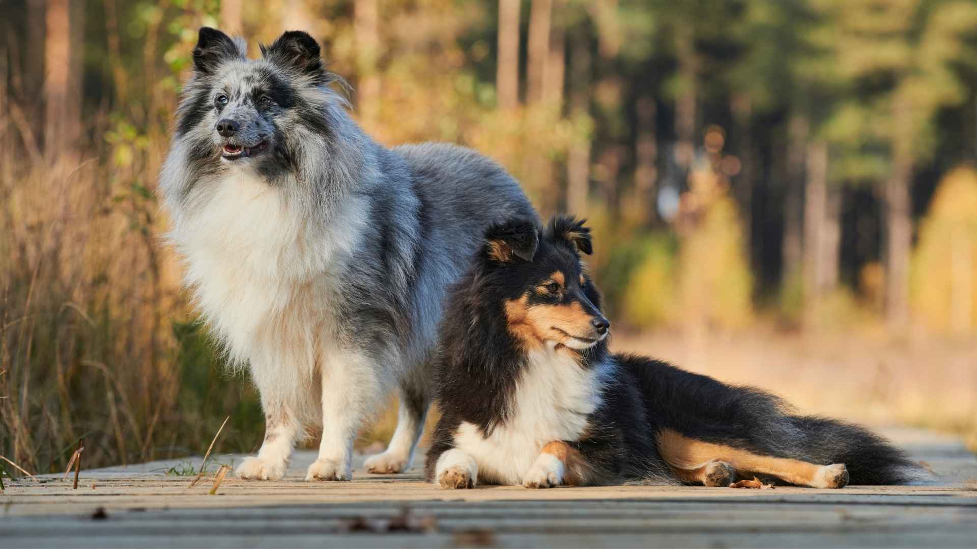 Shetland Sheepdog