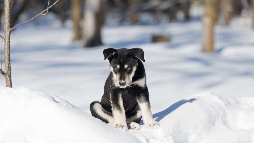 Siberian Retriever