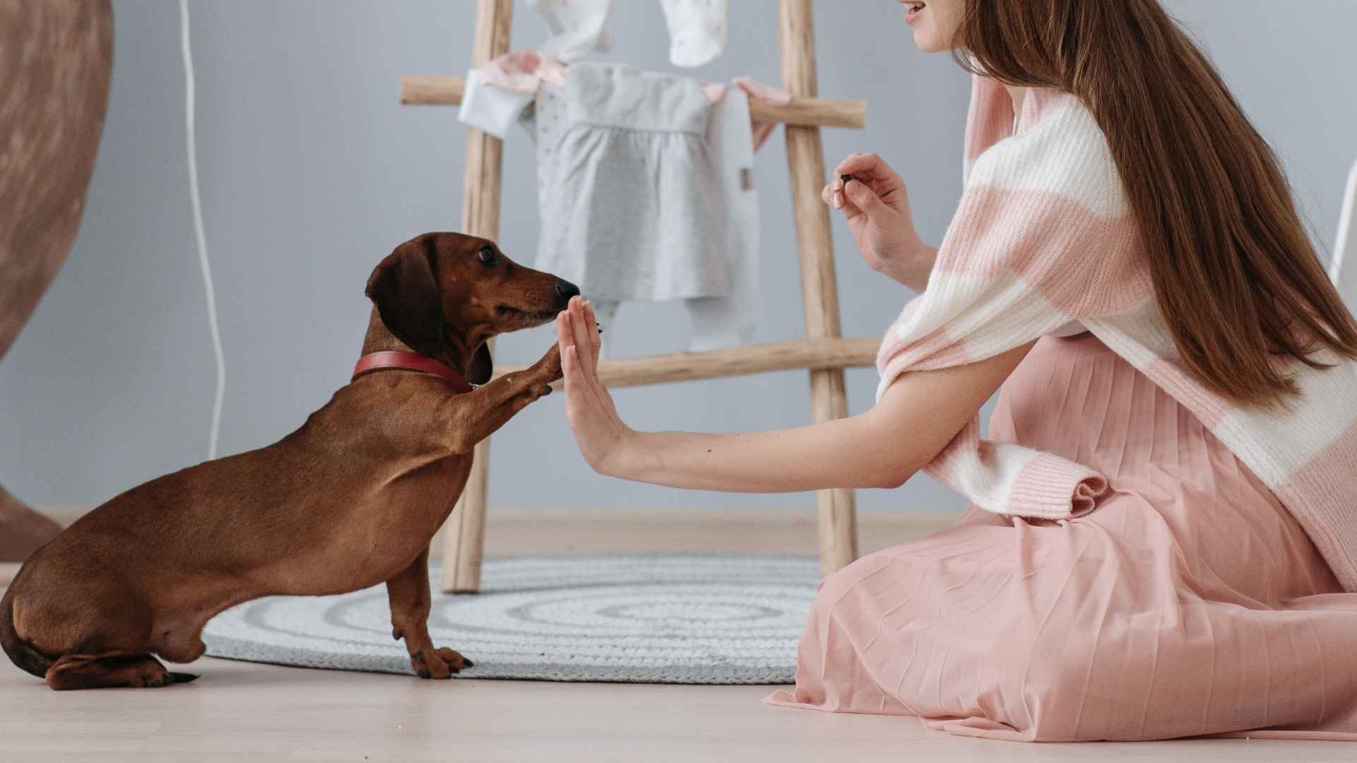 Smartest-Small-Dog-Breeds