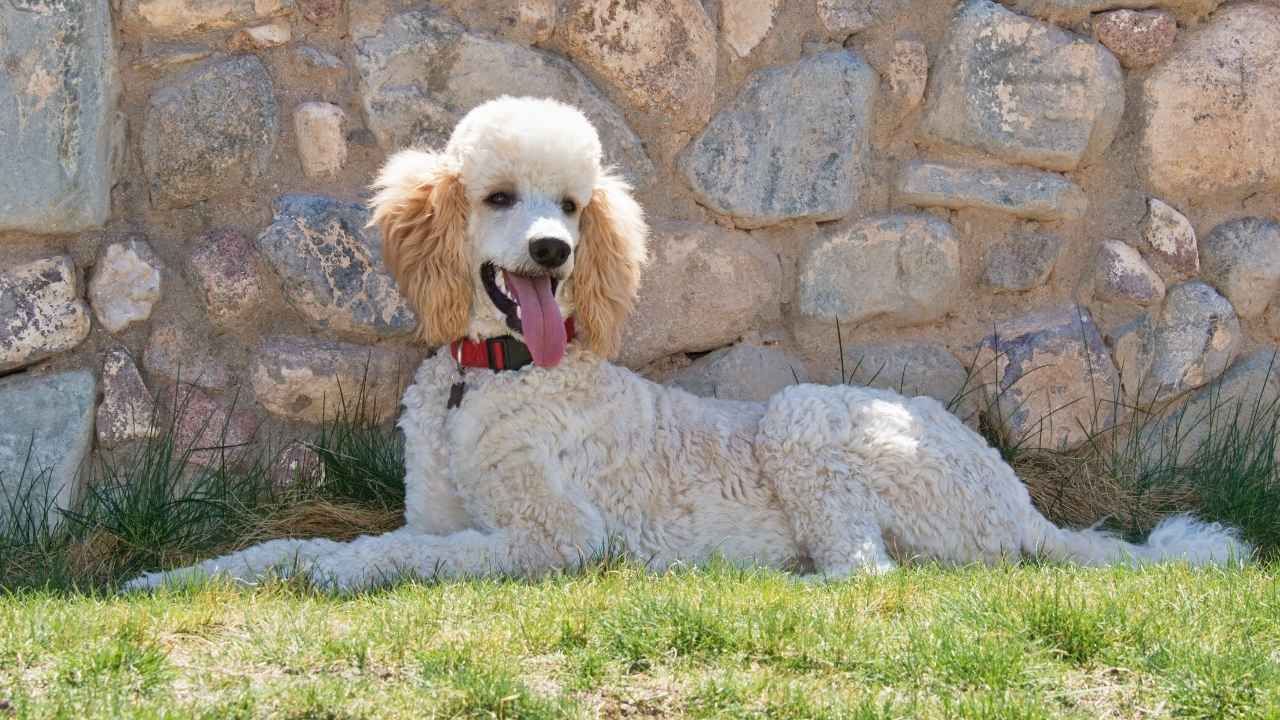 Standard Poodle