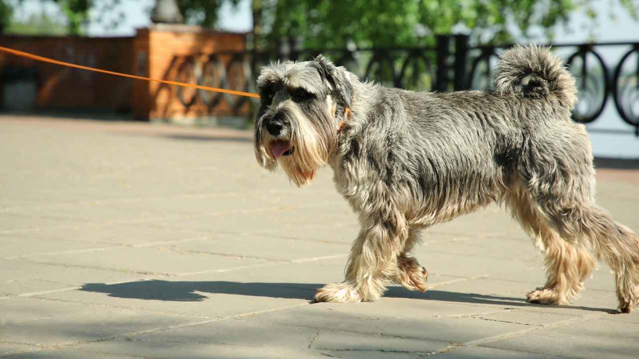 Standard Schnauzer