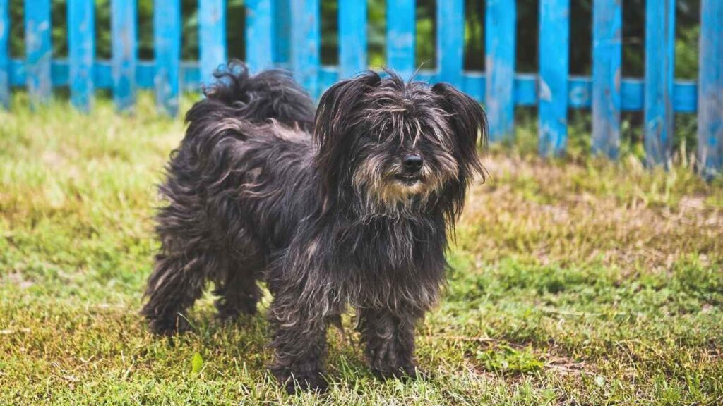 Salish Woolly Dog