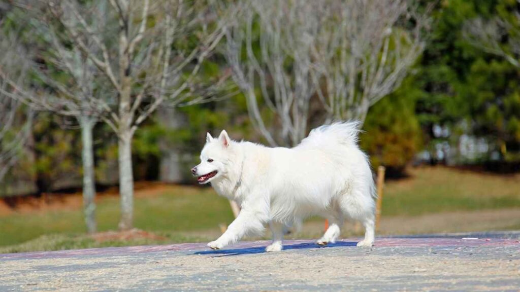 Canadian Inuit Dog