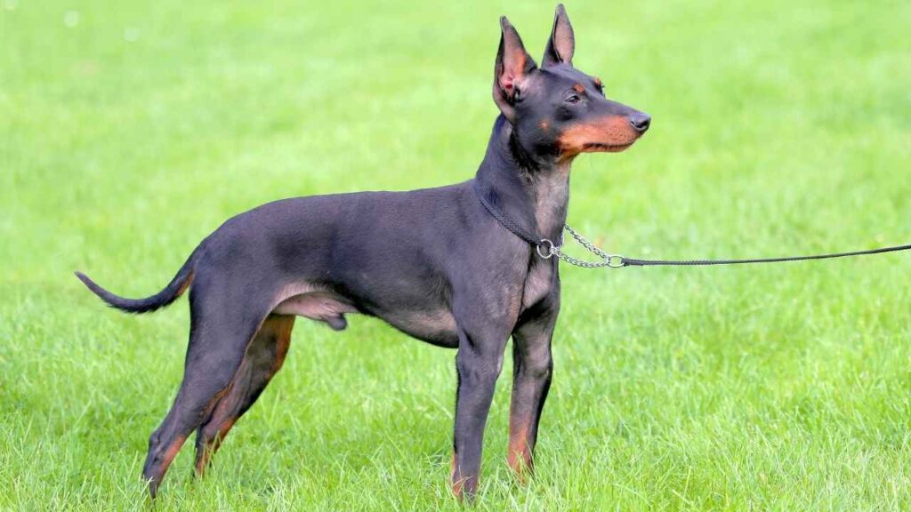 English Toy Terrier