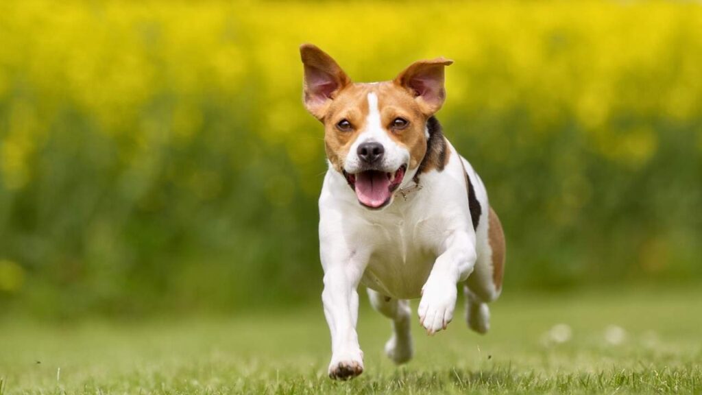 Danish-Swedish Farmdog